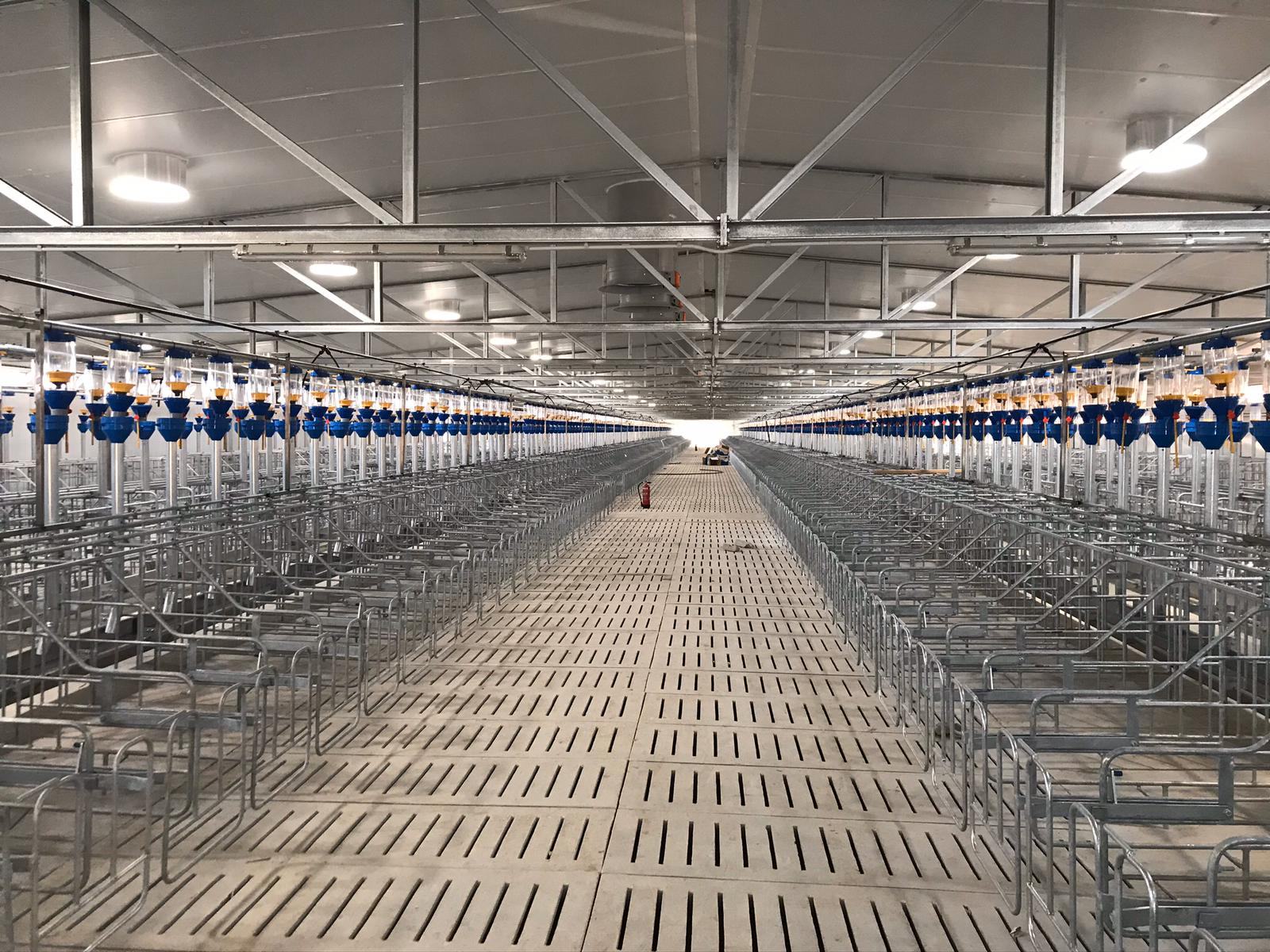Nave porcina terminada por dentro